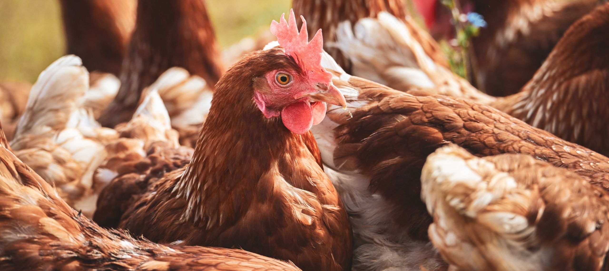 five brown hens on ground beside fence